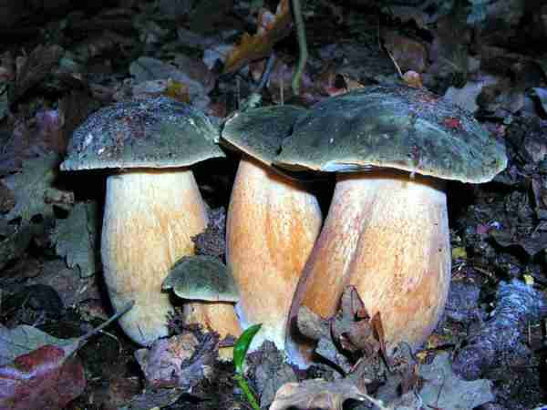  Image name: 131 Porcino.jpg 
 width: 600 pixel 
 height: 450 pixel 
 Size: 22286 bytes 
 Click to enlarge 